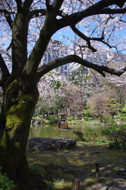 鶴の噴水と緑の苔が赴きのある桜。