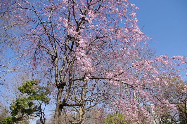 草地広場前にはピンク色の濃い桜がありました。