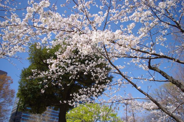 草地広場の周囲の遊歩道沿いに少し桜の木があります。