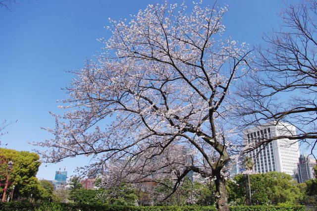 「第一花壇」前には高さのある立派な桜の木があります。