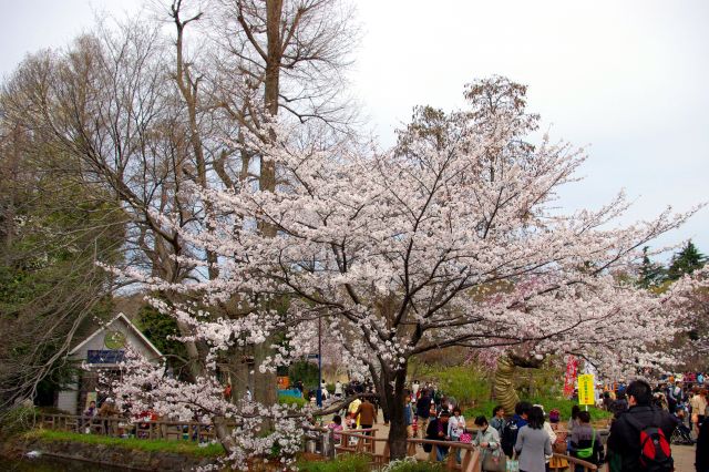 狛江橋の付け根、自然文化園入口付近の桜。