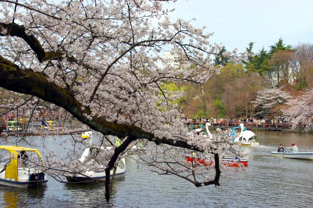井の頭公園の桜の写真ページへ