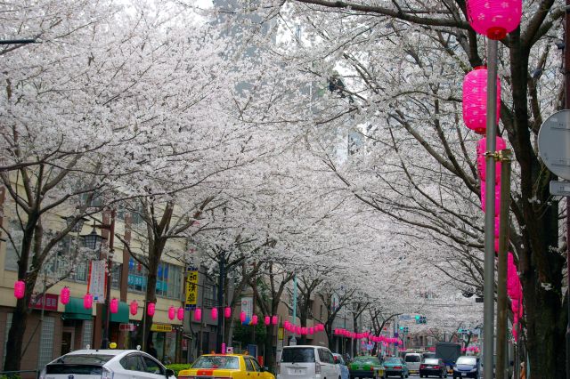 新井交差点周辺は特に桜がびっしりで見事です！