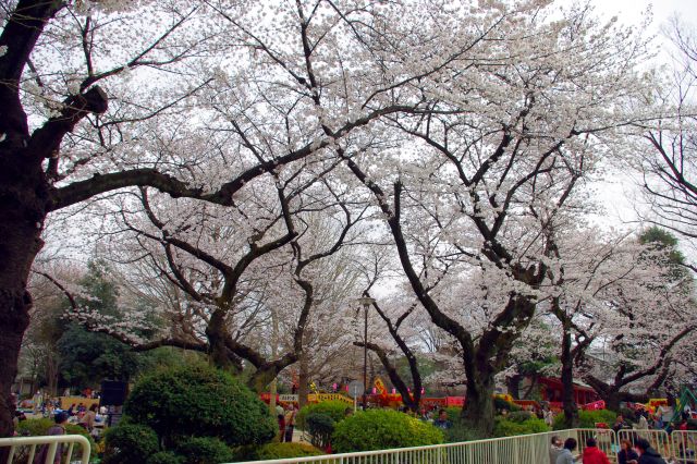 公園を覆う桜のアーチ。たくさんの子供が遊んでいるのが印象的でした。