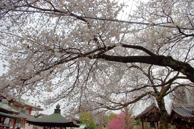 横に長く伸びる枝にはたくさんの桜の花びらをまとう。生命力を感じます。