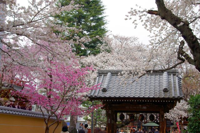 ヒカンザクラもきれい。門は桜に囲まれたきれいな情景。
