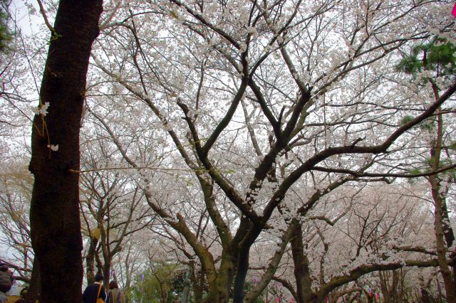 高台側は桜がアーチのように幅広く天井を覆う。地面はシートを広げた人でびっしり。たくさんの歩く人で一面に砂埃が…