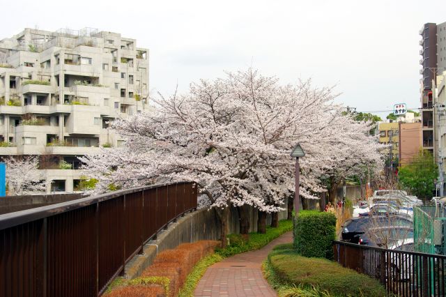 川沿いの塀の高い部分の桜の並木。