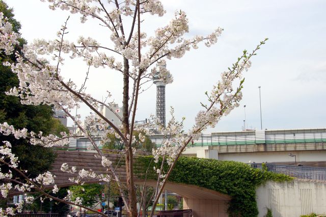 桜越しに横浜の古くからのシンボルのマリンタワーを望む。