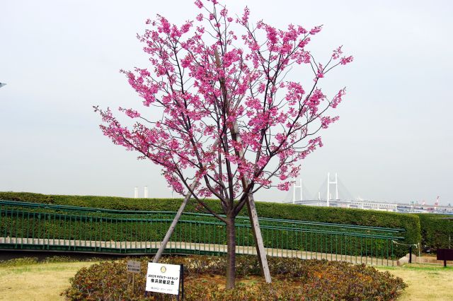 2002年FIFAワールドカップ横浜開催記念の植樹。