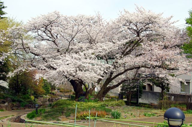 斜面に立つ大きな美しい桜の木。根本は１つにつながっているのでしょうか？だとするとかなり巨大です。
