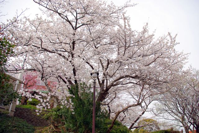 霧笛橋前には桜の木が集中していました。斜面下から見上げるのでかなり大きく見えます。
