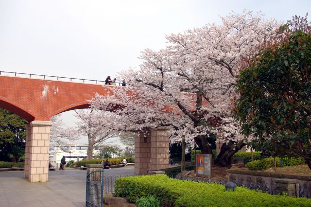 レンガ造りの霧笛橋と桜の木を見上げる。この周辺はお花見する人が集まっていました。