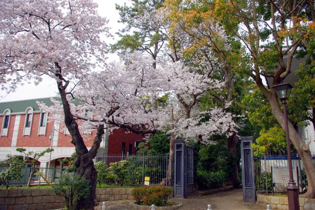 文学館の門は桜や緑の自然があふれる。