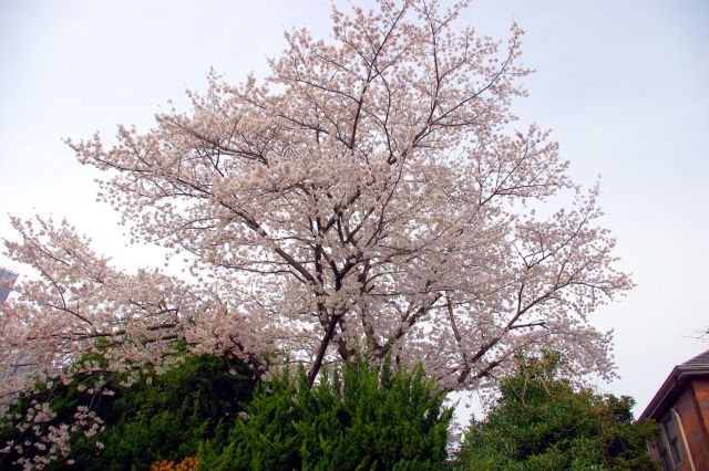 道路沿いを歩き、港の見える丘公園方向へ戻る途中にも、西洋風の住宅から伸びる大きな桜を見られました。