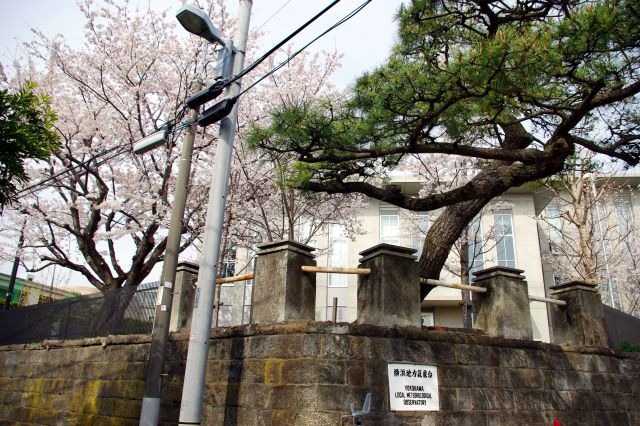 墓地沿いに山を下ると、桜の木がある横浜地方気象台が。