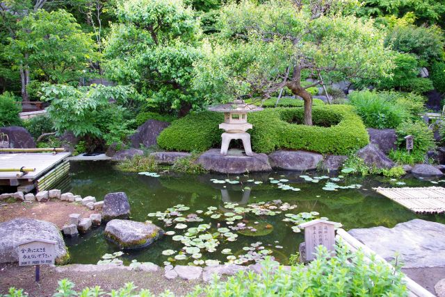 美しい風情な日本庭園。
