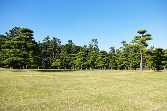 広いスペースにたくさんの松の木が並ぶ。