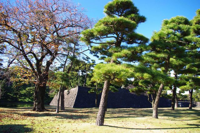 松と石垣はよく似合う。