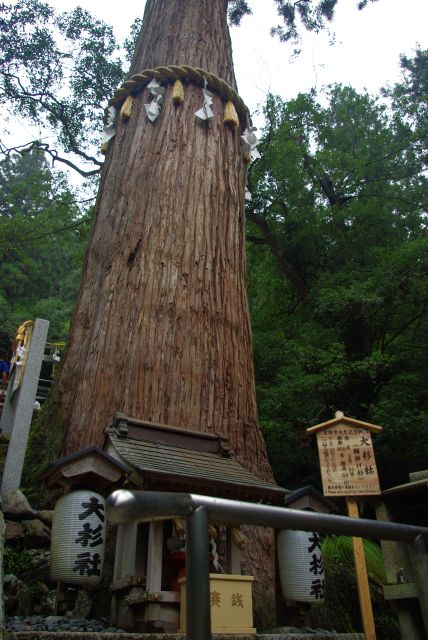 大杉社と御神木。斜面に立つ圧倒される高さの木。