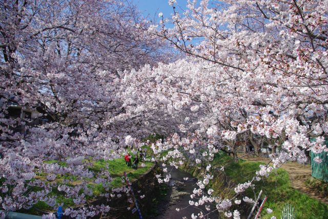橋から、目前に集まるきれいな桜。