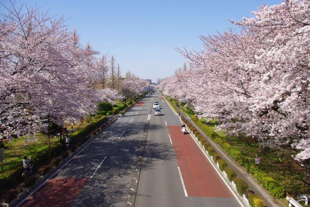 国立・大学通りの桜の写真ページへ