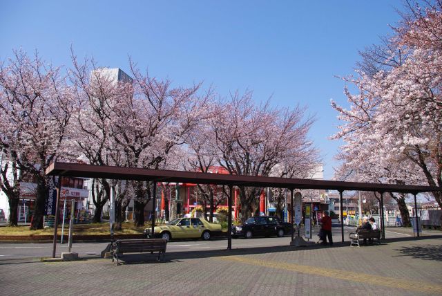 西口ロータリーでは桜の木々に迎えられる。