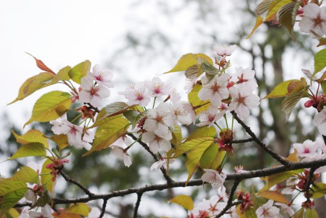東京ではとっくに終わっている桜が5月中旬でも咲いています。
