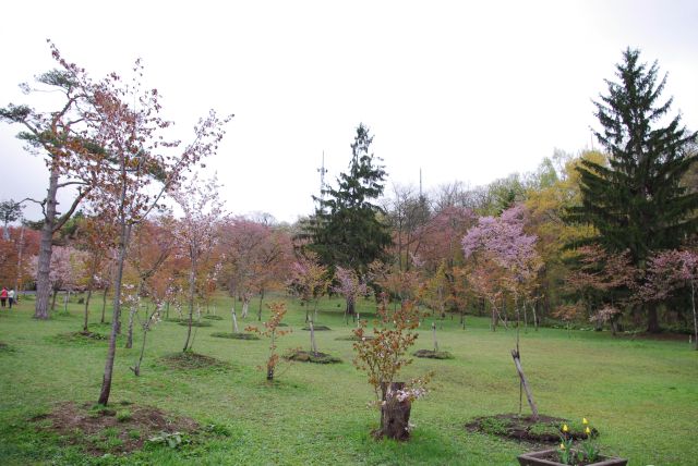 色の濃い桜の木が見られました。