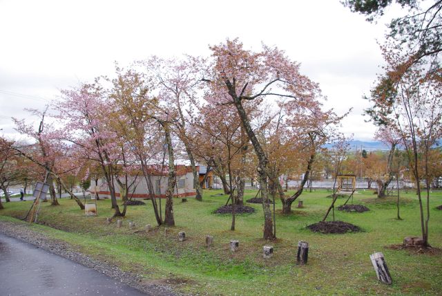 満開ピークは数日過ぎ、葉桜になっている木も多い。