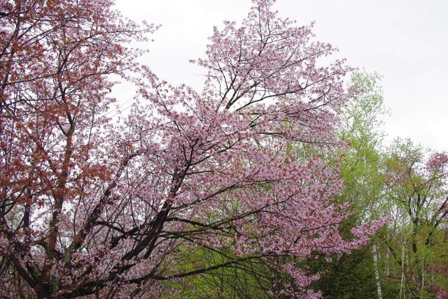 大きな枝振りの桜も。