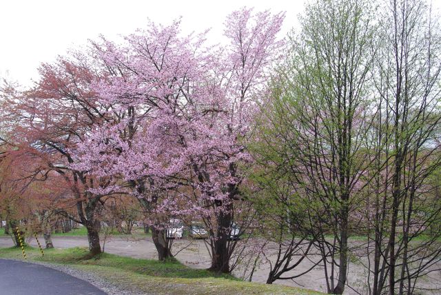 比較的良く咲いている桜の木。