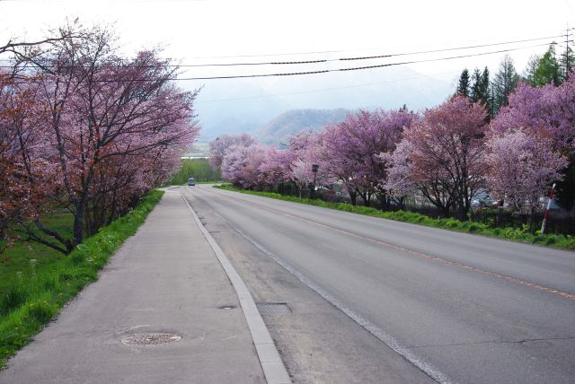 濃淡様々な色の桜の木々。