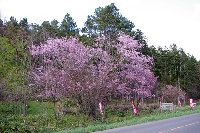 道の途中にこういう一本桜はあったものの、並木は初めて。