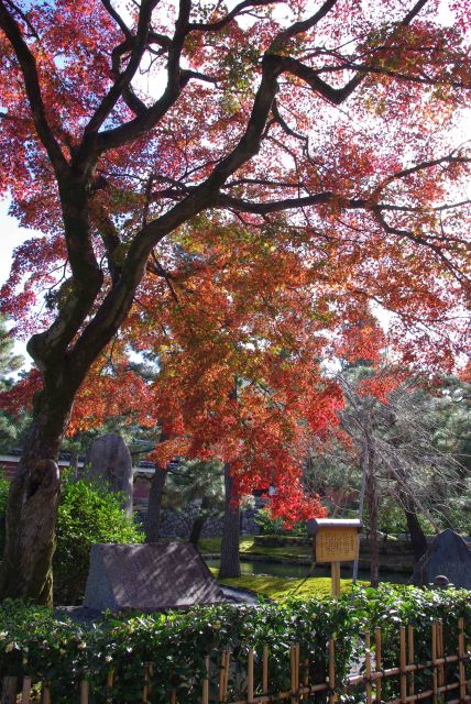 石碑を覆う紅葉。