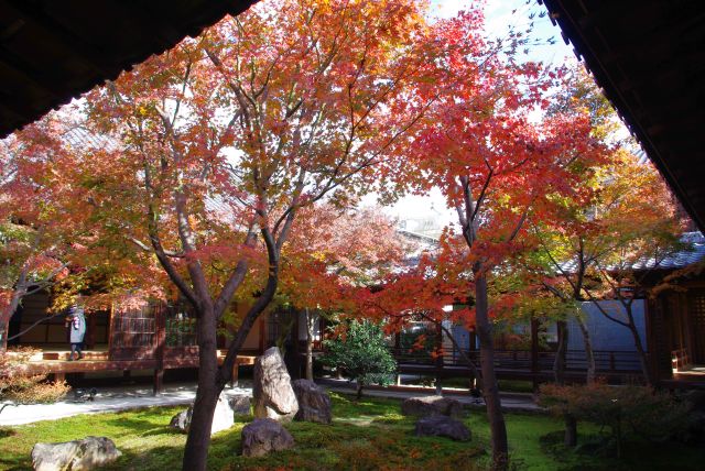 潮音庭には鮮やかな紅葉の木々。