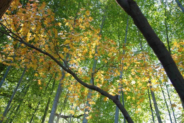 竹林と黄色の紅葉が作る幻想的な風景。