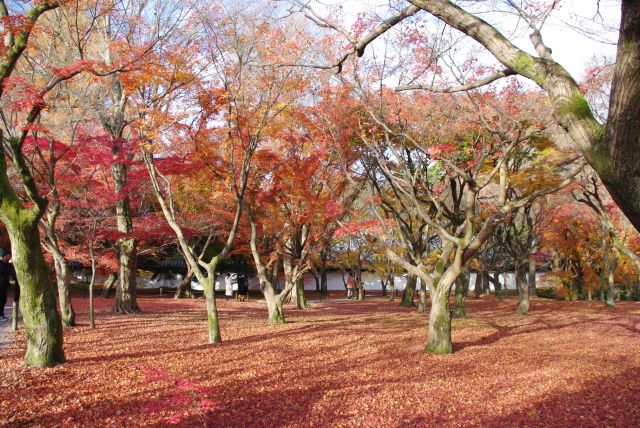 木々の足元にも広がる紅葉。