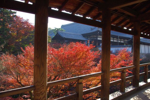 東福寺の紅葉(2016年)の写真ページへ