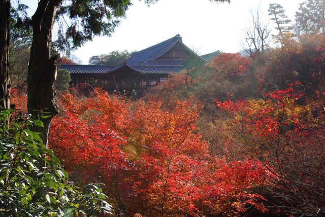 臥雲橋から谷にあふれる紅葉が見られる。
