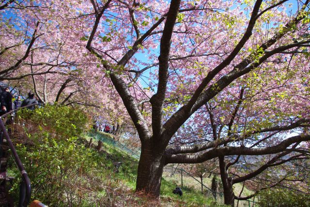 頭上にはきれいな河津桜のアーチの遊歩道。