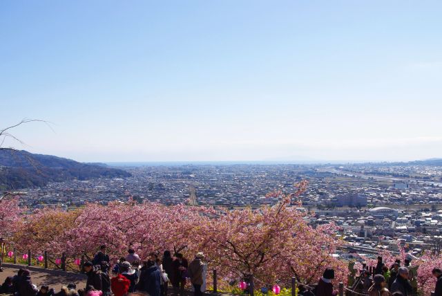 桜越しに松田の街や相模湾を見渡す開放的な風景。
