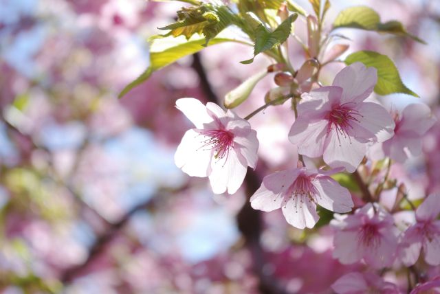河津桜の花びら。