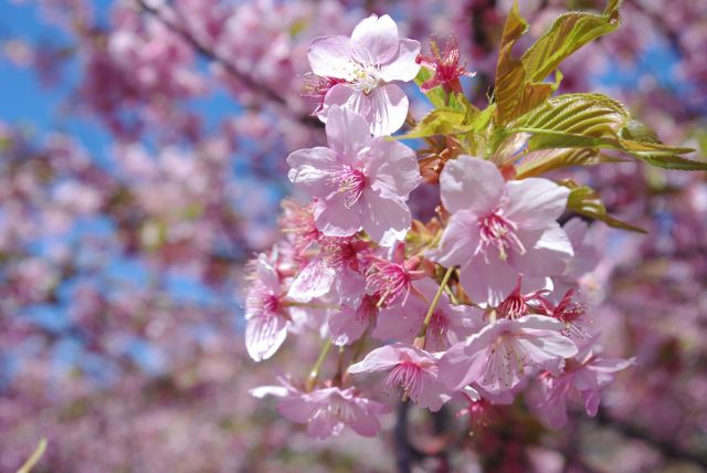 河津桜の花びら。