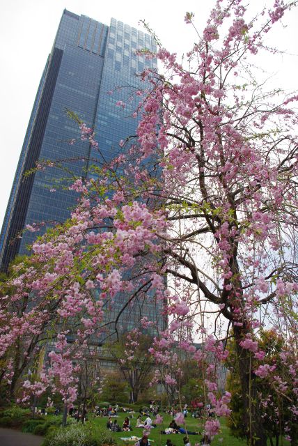 枝垂桜とミッドタウンタワー。
