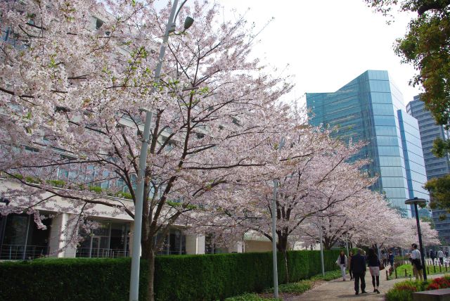 外苑東通りまで続く桜並木。