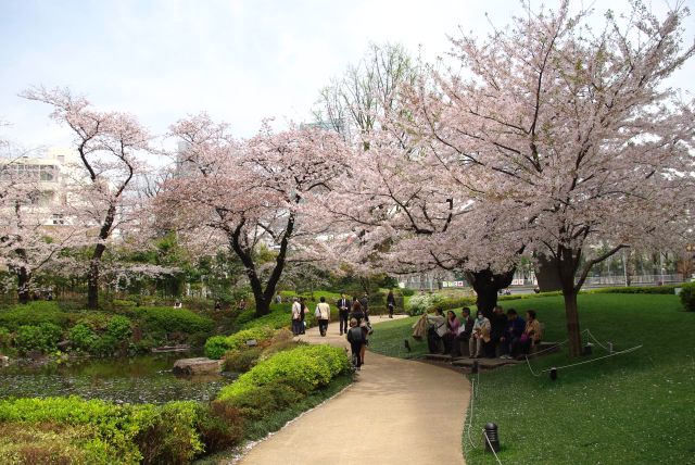 道行く人も桜を楽しむ。