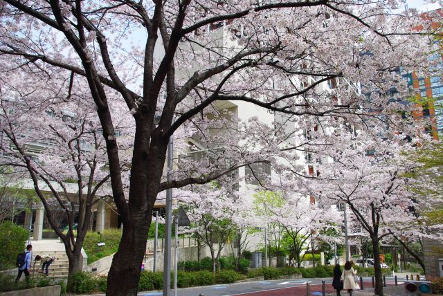 六本木の町並みに桜のアーチが続きます。
