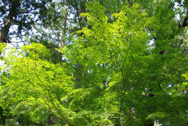 美しい緑を通過し金剛峯寺へ。