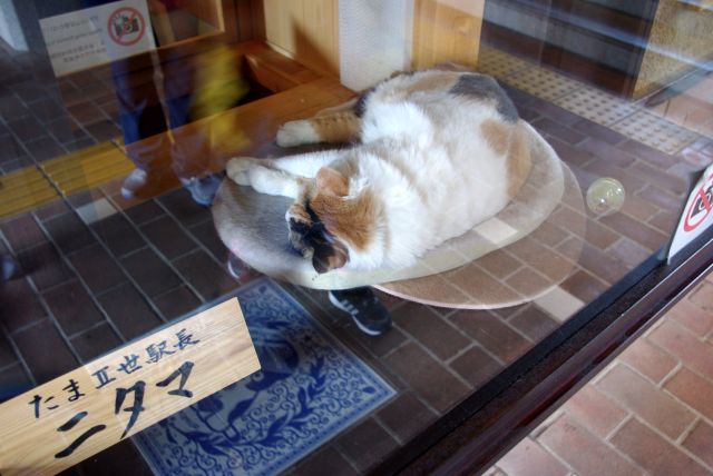ニタマは和歌山電鐵の招き猫として勤務中。